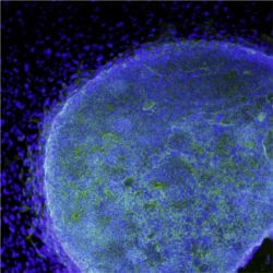 Colony of human stem cells