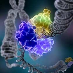 A group of proteins in the process of traveling along a spiraling strand of DNA.