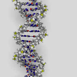 A model of DNA's double helix.