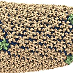 Atomic model HIV-1 capsid