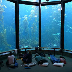 Fishackathon participants got to sleep over at the Monterey Bay Aquarium.