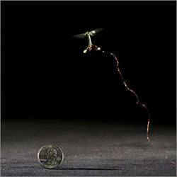 The RoboBee tiny flying robot. 