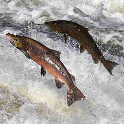 Salmon swimming upstream to spawn.