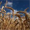 Fiendish Wheat Genome Reveals Grain's History