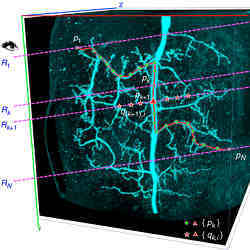 CDA1 and CDA2 for generating a 3D curve using one computer-mouse stroke painted in the 2D projection of a 3D image of a dragonfly thoracic ganglion neuron. 