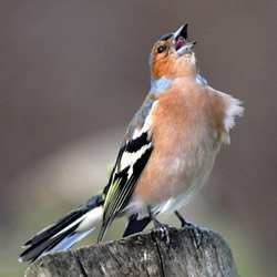 A bird singing.