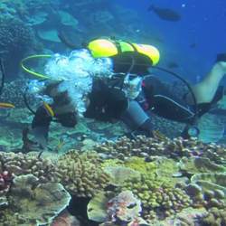 The researchers entered shark-infested waters to collect specimens.