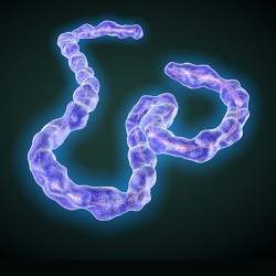 The Ebola virus, a relative of the Marburg virus.