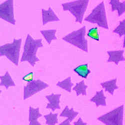 The heterostructures have a triangular shape; the two different monolayer semiconductors are different colors.