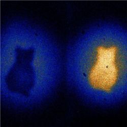 Cat imaged by photons