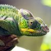 Chameleon: Cloud Computing For Computer Science