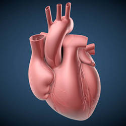An illustration of the human heart