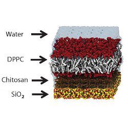 artificial membrane model