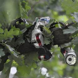 A snake-like robot developed by researchers at Carnegie Mellon University climbs a tree.