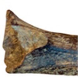 Ust-Ishim femur