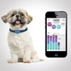 Health and Fitness Tracker Goes to the Dogs