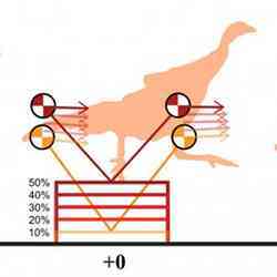 Part of a computer model of how birds run. 