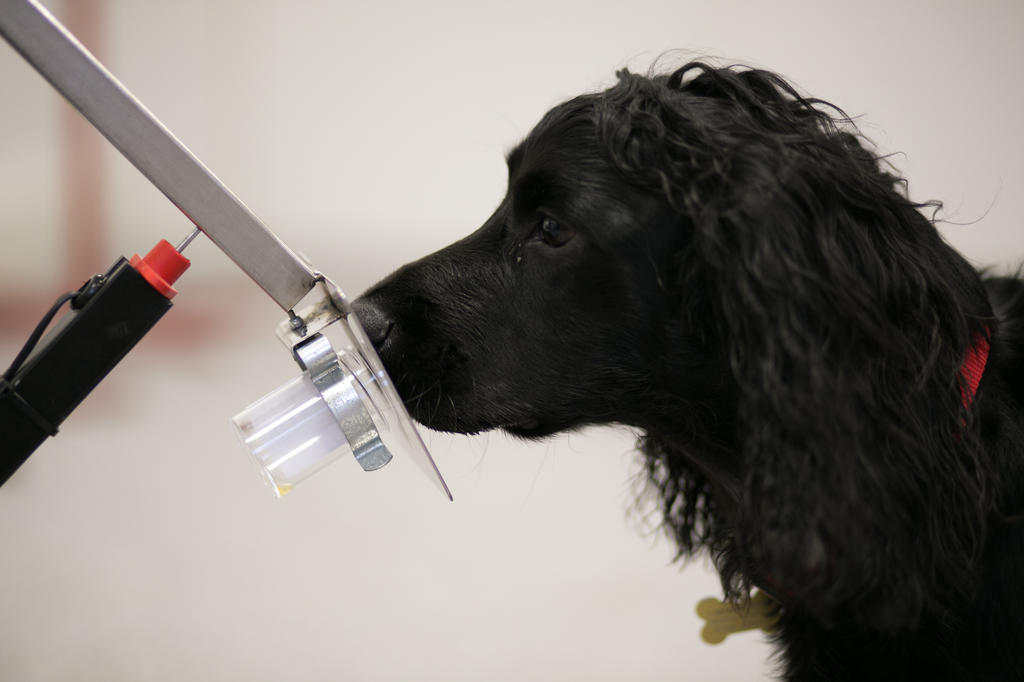 Training a dog to detect cancerous odors.