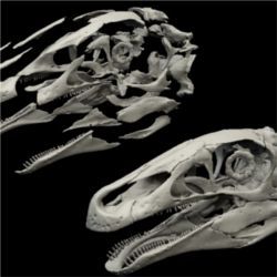 Restored skull Erlikosaurus andrewsi