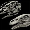 Digital Reconstruction Restores Rare Dino Skull