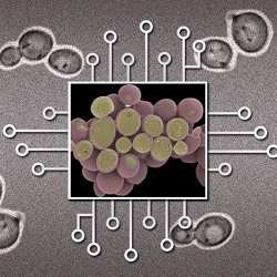 Yeast cell images from the National Institutes of Health.