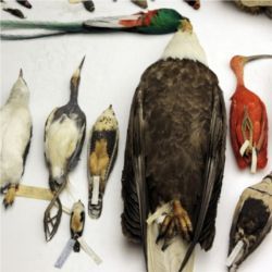 Birds, National Museum of Natural History