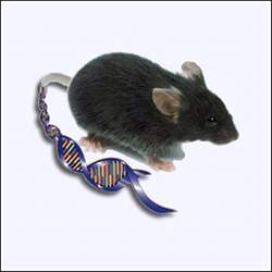 A mouse with some of its genetics showing.