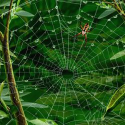 spider web and leaves