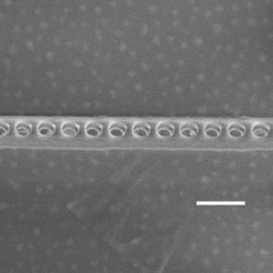 SEM image of diamond photonic cavity