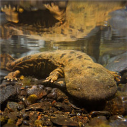 Hellbender salamander