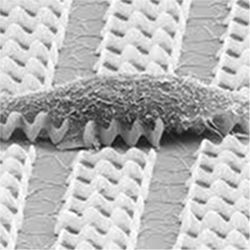 Muscle cell on bed of nanobots