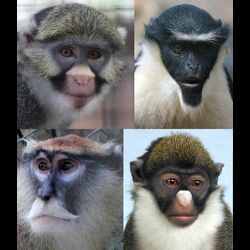 guenon monkey faces