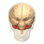 The cerebellum (in red) portion of the human brain.