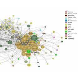 Part of a flavor network mapped by Indian Institute of Technology researchers. 