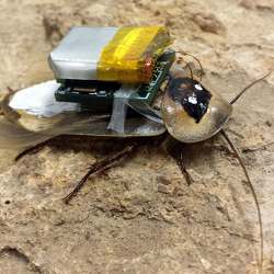 Cockroach robots can gather information from places humans would not want to venture. 