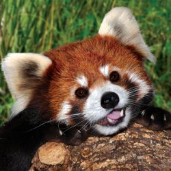 red panda