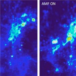 Neurons in presence of magnetic nanoparticles