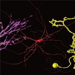 Brain cells, chick, turtle, fruit fly