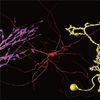 Neuron Encyclopaedia Fires ­p to Reveal Brain Secrets