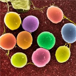 Bacterium Staphylococcus aureus