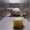 Brain Compass Implant Gives Blind Rats Psychic Gps