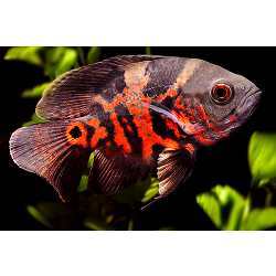 The zebrafish showed little or no response to the animated images of a red tiger oscar.