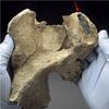 Ancient Dna Tells a New Human Story