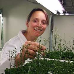 Monika Doblin, Research Fellow at the School of BioSciences at the University of Melbourne examines Arabidopsis thaliana plants as part of the Cell Wall Synthesis project.