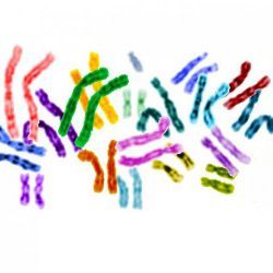 human chromosomes