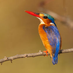 Malachite kingfisher