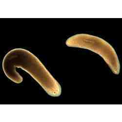 The mystery of how flatworms regenerate has been solved independently by a computer.