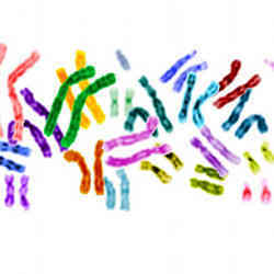 Human chromosomes.