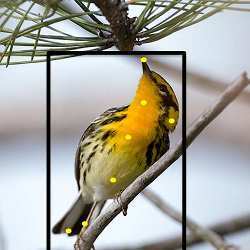 Users helped train Merlin to recognize 400 bird species, including the Blackburnian warbler shown here.