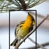 New Website Can Identify Birds Using Photos